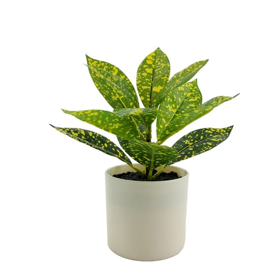 Mainstays Indoor Artificial 7.5in plant in Pot, Spotted Laurel Plant, Green and Yellow Color.
