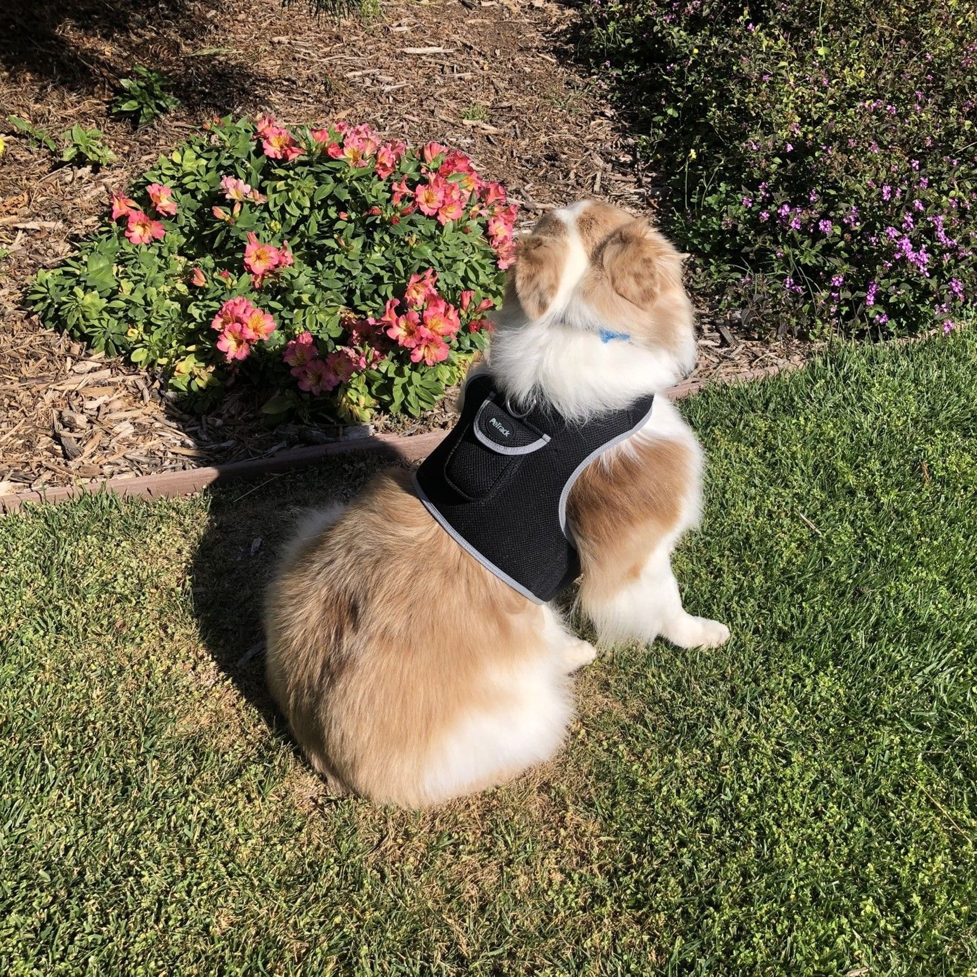 XS Wireless GPS Dog Collar for Hunting – Real-Time Location Tracker with Long-Range Coverage