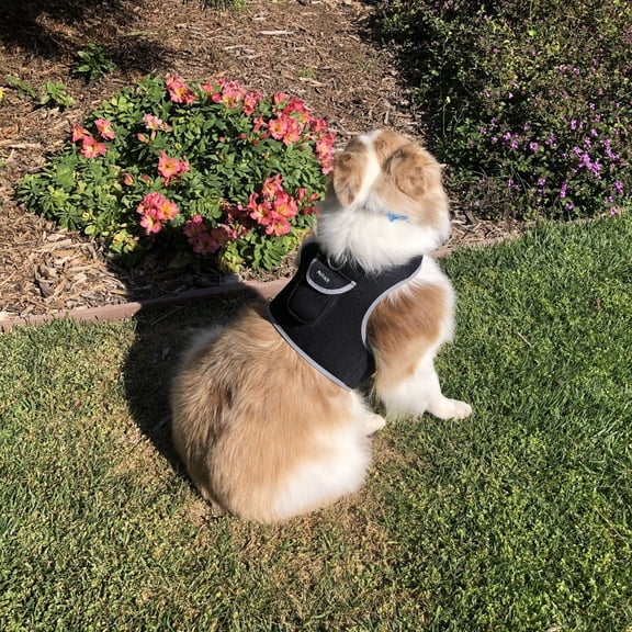 XS Wireless GPS Dog Collar for Hunting  Real-Time Location Tracker with Long-Range Coverage