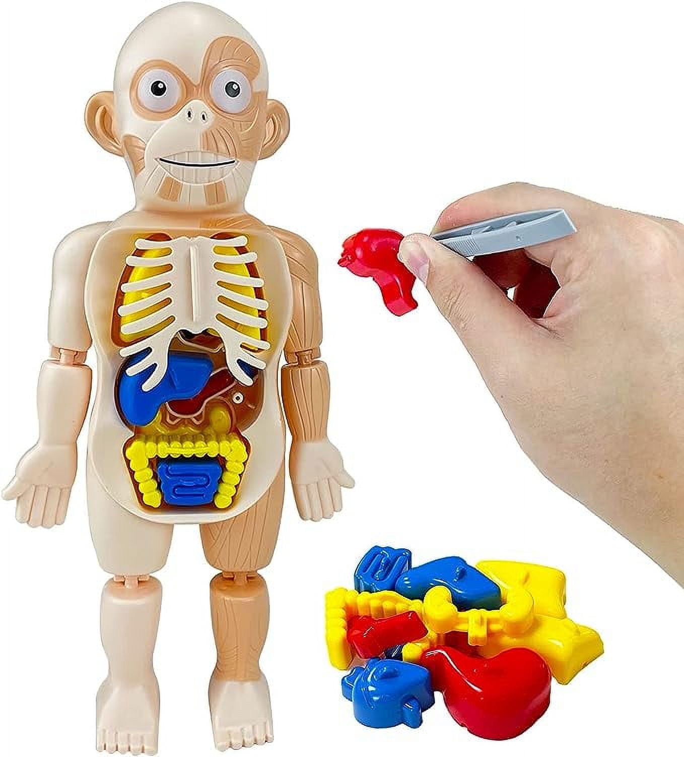 XTEILC Kids Early Educational Learning Toys Human Organs Model ,17 Pcs DIY Assembly Science Kits Toys for Boys Girls 3 4 5 6 7 8 Year Old Preschool Learning Toys