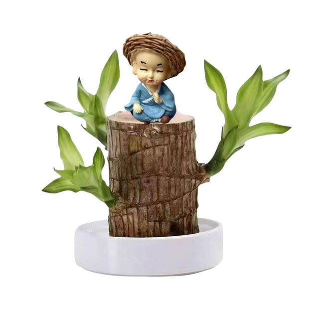 XVSSAA Brazilian Wood Easy Grow Wood Easy Care Brazilian Wood