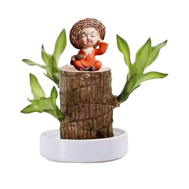 XVSSAA Brazilian Wood Easy Grow Wood Easy Care Brazilian Wood
