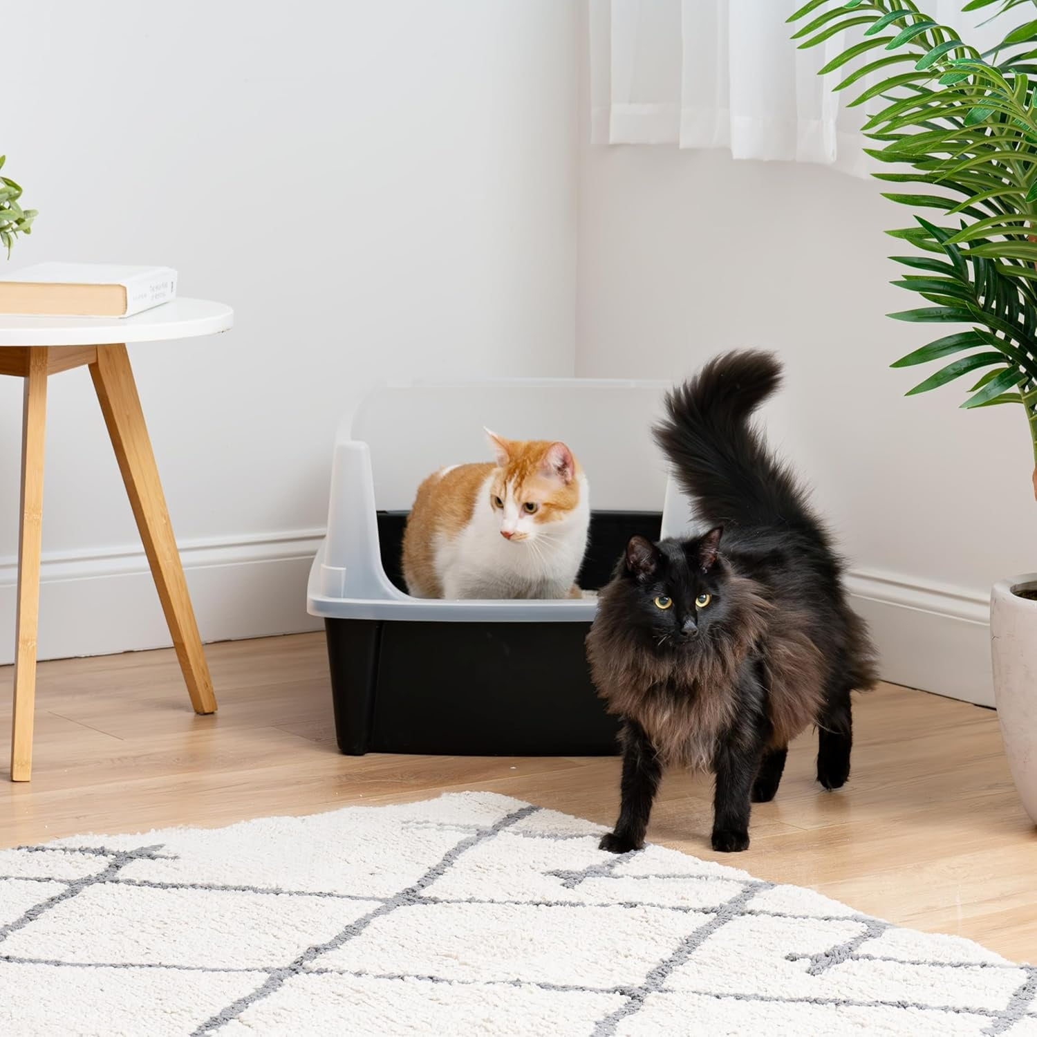XX-Large Cat Litter Box, Open Top Extra Large Litter Box for Big Cats and Multi-Cat Households, High Sided Scatter Shield, Easy to Clean, 30"L x 20"W x 14"H, Black