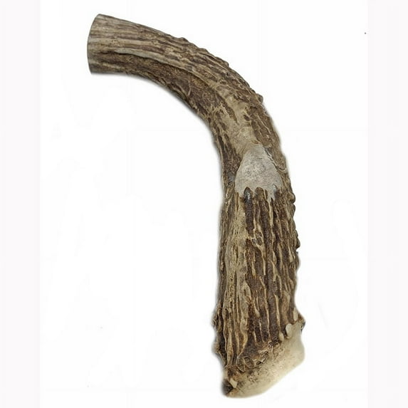 XX-Large Thick Jumbo Deer Antler Dog Chew 8-10' WhiteTail Naturals Brand