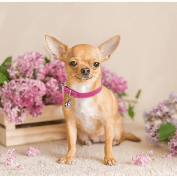 XXS Teacup Dog Collar - Light Blue & Pink, 3/8 inch Width for Small Dogs & Cats