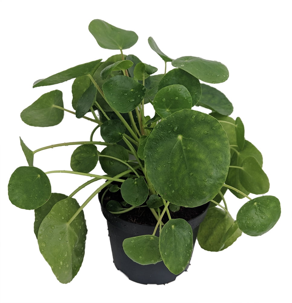 XXX Large Chinese Money Plant - Pass It On Plant - Pilea peperomioides - 6"  Pot - Walmart.com