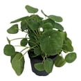 thumbnail image 1 of XXX Large Chinese Money Plant - Pass It On Plant - Pilea peperomioides - 6" Pot, 1 of 4