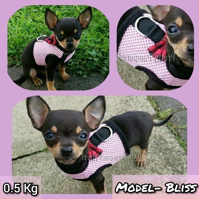 XXXS XXS XS Puppy Dog Teacup Chihuahua Harness Lead Mesh Vest Tiny
