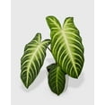 thumbnail image 1 of Xanthosoma 'Lendenii' - Live Air-Purifying Indoor Plant in Nursery Pot – Easy Care, Low Maintenance Houseplant for Home & Office Decor, Natural Air Cleaner, Best for Beginners (6"Pot), 1 of 8