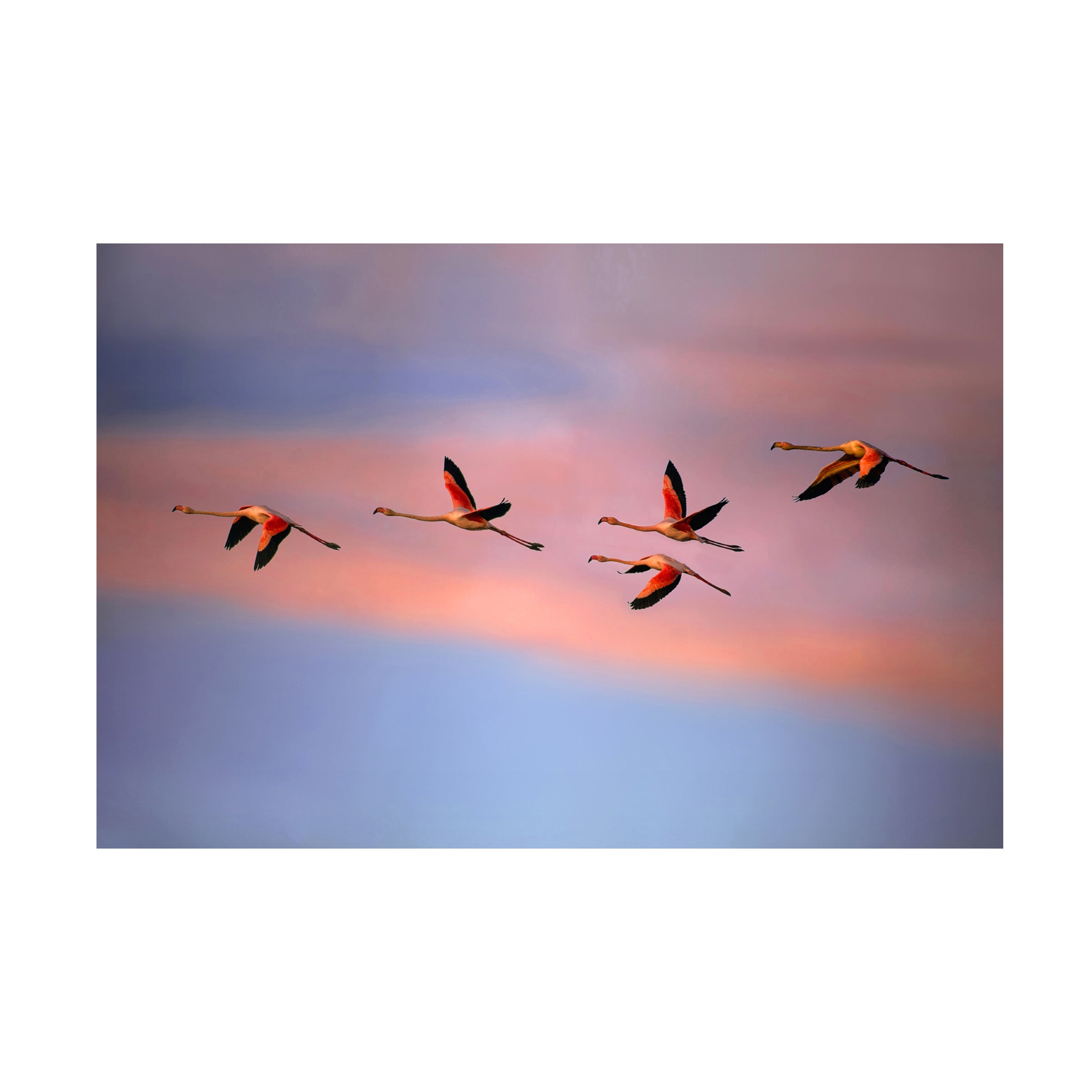 Xavier Ortega Flamingos at Sunset 16x24 Canvas Art Print