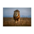 thumbnail image 1 of Xavier Ortega 'Lion Close Up' Canvas Art, 1 of 3