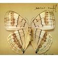 thumbnail image 1 of Xavier Rudd - White Moth - Music & Performance - CD, 1 of 1