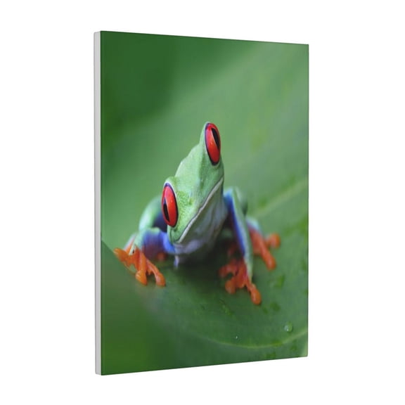 Xecao Red-Eyed Tree Frog-1 for Ready-to-Hang Canvas Art 12x16 Inches - Waterproof HD Print Solid Wood Frame for Gifting,Vertical