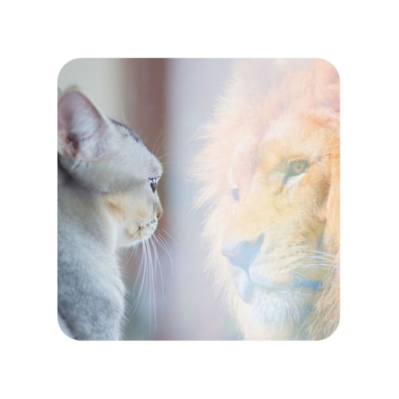 Xecao The Cat Looks in the Mirror for Fridge Magnets - Fun Decorative Refrigerator Magnets, Cute and Soft for Stylish Kitchen Accents