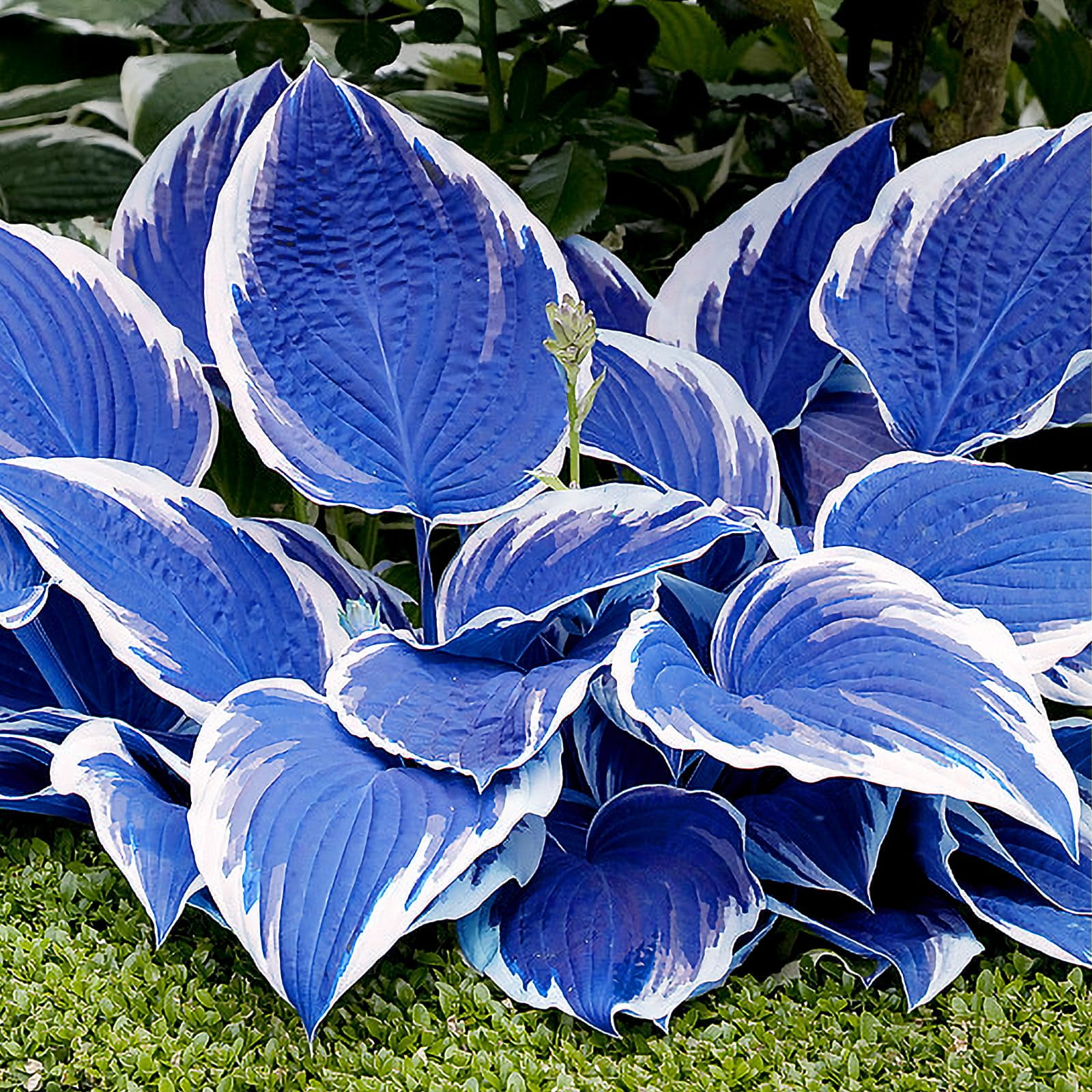 Xeloeia Hosta Plant Seeds Perennial, 200pcs Blue MHD1White Large Leaves ...