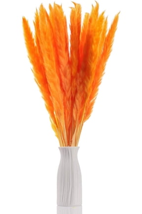 30pcs Dried Flowers Natural Dried Pampas Grass Reed Plant with Box Real Flowers Romantic Wedding Flower Bulrush Bouquets Flavorful Durable for DIY Home Decor Matching Photography