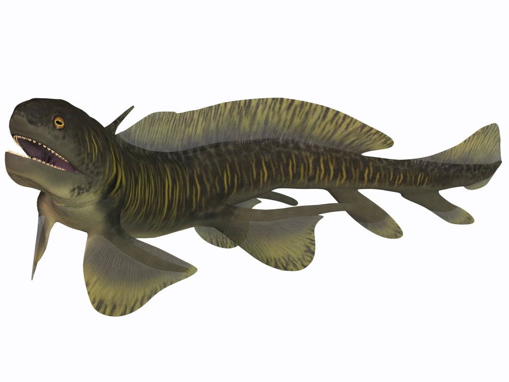 Xenacanthus a Devonian freshwater shark Canvas Art - Corey FordStocktrek Images (17 x 13)