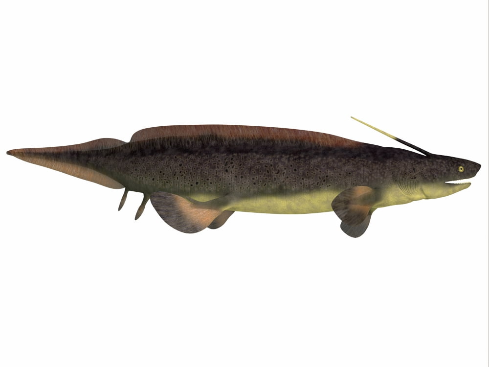 Xenacanthus a prehistoric shark from the Devonian and Triassic Period Canvas Art - Corey FordStocktrek Images (33 x 25)