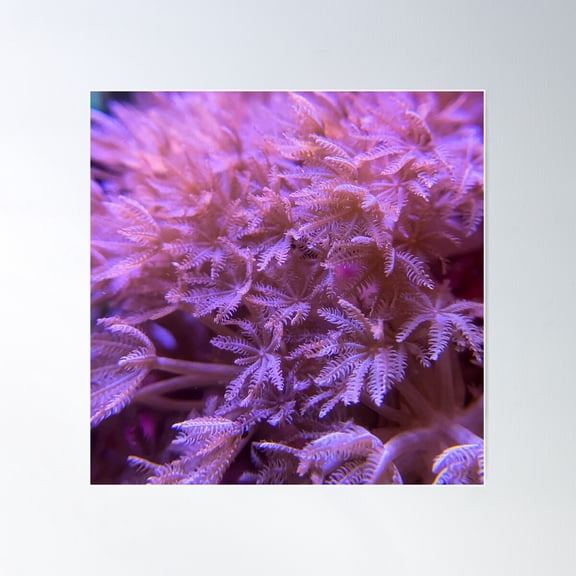 Xenia Garden Poster Wall Art, Modern Wall Decor For Living Room Bedroom, 30x30 UNFRAMED