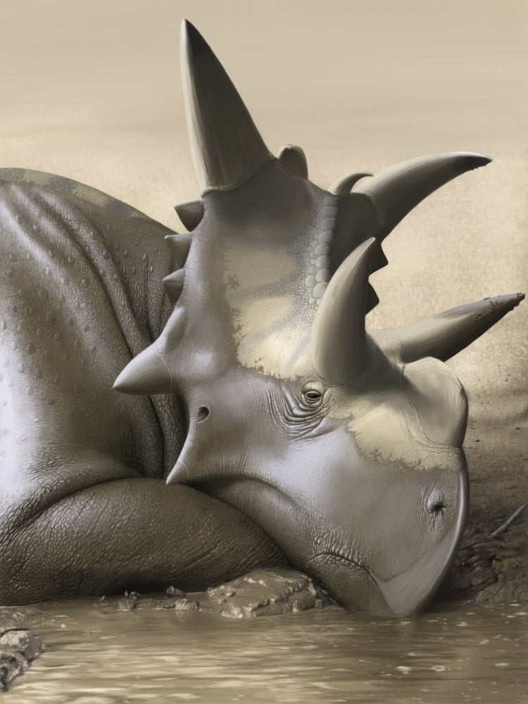 Xenoceratops foremostensis relaxing in a mud puddle Canvas Art - Michele DessiStocktrek Images (12 x 16)