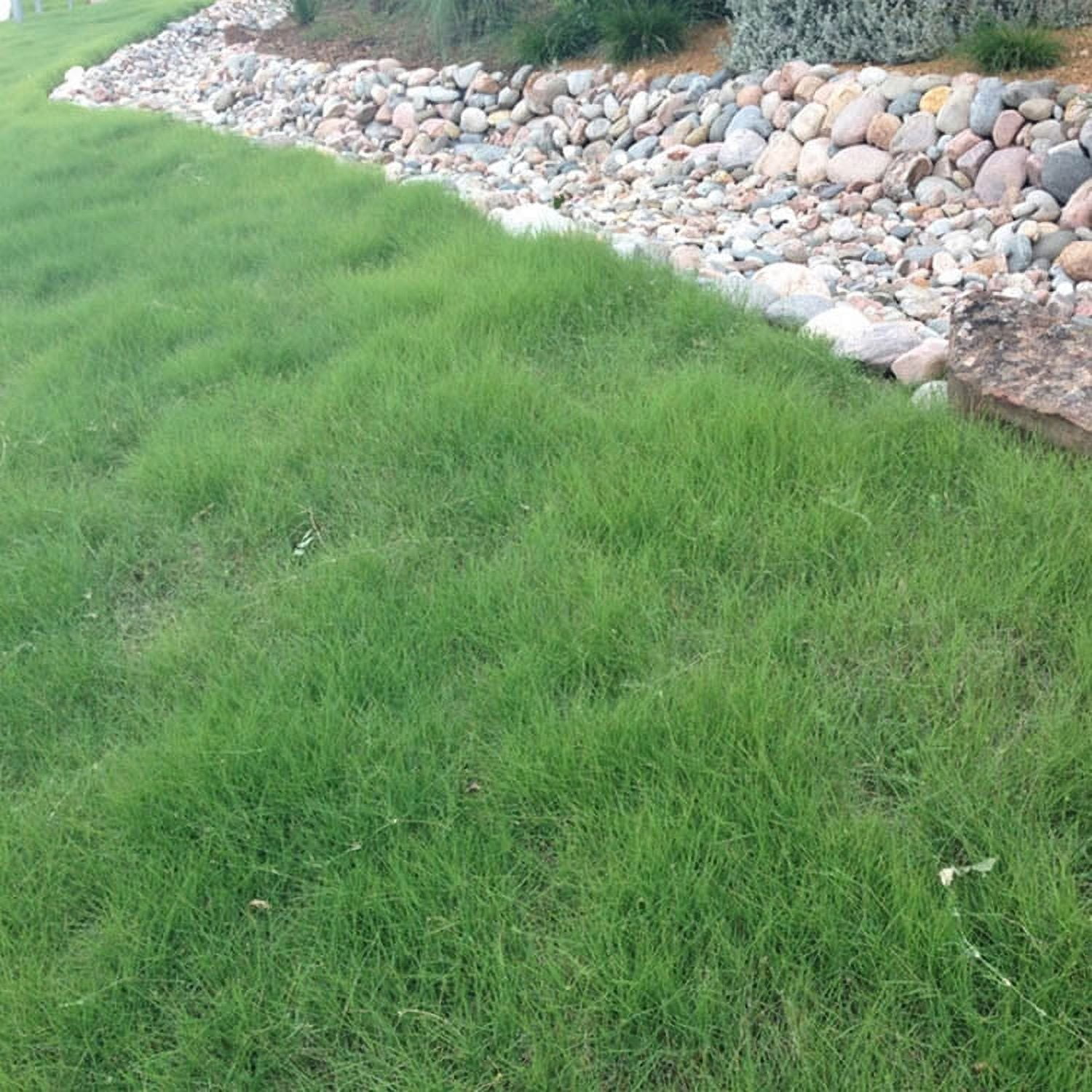 Outsidepride 25 lb. Perennial Xeriscape Warm Season Drought Tolerant Grass Seed Mix