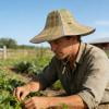 Xheghe Strawhat For Outdoor Folded Hat Sunlight Protection Strawhat For Sun And Rain Protection Fishing And Farming Activities