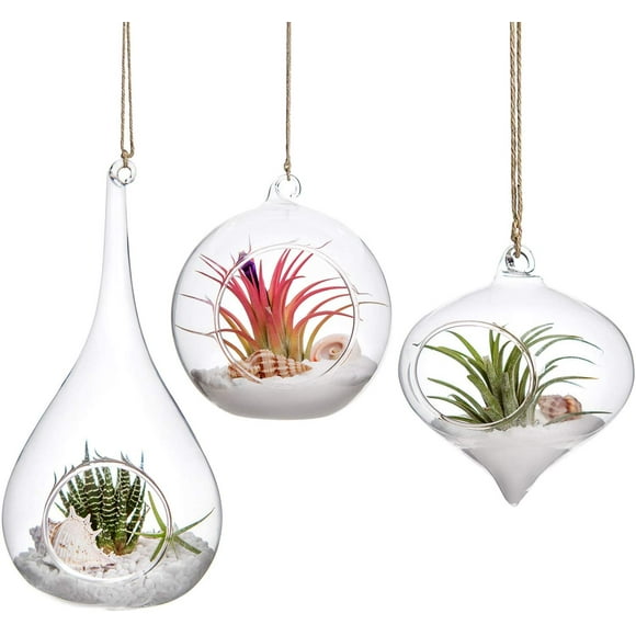 Xilong Wall Hanging Glass Plant Terrarium (3 Count)