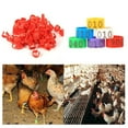 thumbnail image 1 of Xinyolin 100Pcs 001-100 Numbered Poultry Chickens Ducks Leg Bands Rings Birds Tools, 1 of 8