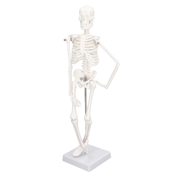 Xirurus 17.7 inches / 45 CM Mini Skeleton Anatomy Model, Realistic PVC Human Body Bone Structure with Detachable and Movable Arms, Legs, and Stand for Medical Students, Kids Learning, and Halloween
