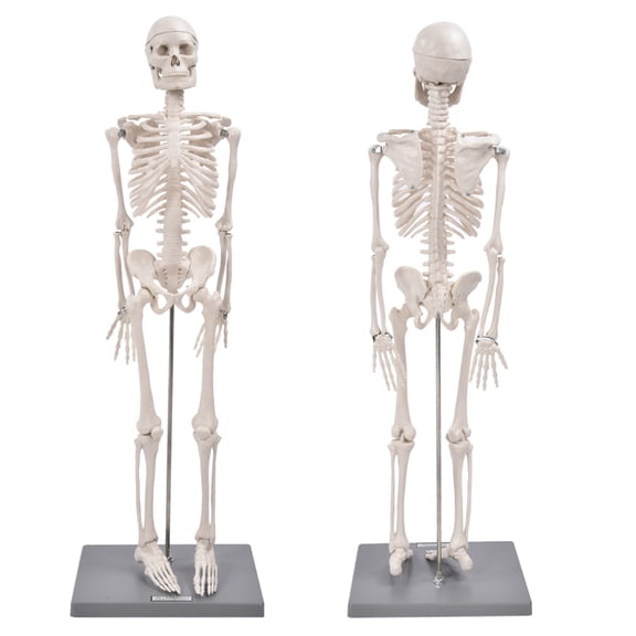 Xirurus 33.5 inches / 85 cm Human Skeleton Model with Stand, Realistic 3D Biological Experiment Tool for Anatomical Teaching and Study