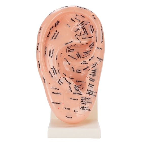 Xirurus Ear Acupuncture Point Model Professional Educational Tool Laboratory Supplies Ear Zone Massage Model with Stand 8.7 inches / 22 cm