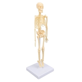Xirurus Human Skeleton Model for Anatomy, 7.9 Inches Articulated Joint Removable Anatomy Human Body Skeleton Model Educational Kit for Kids, School Education & Learning Toys (20 cm)