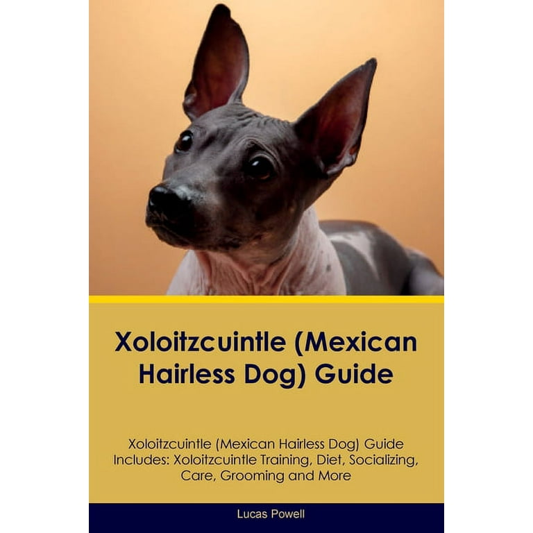Xoloitzcuintle Mexican Hairless Dog Guide Xoloitzcuintle Guide