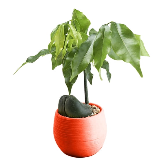 Xrouty Round Plastic Plant Flower Pots, Mini Colourful Plant Pots, Succulents Plants Live, Round Design Fits Succulents and Seedlings Red