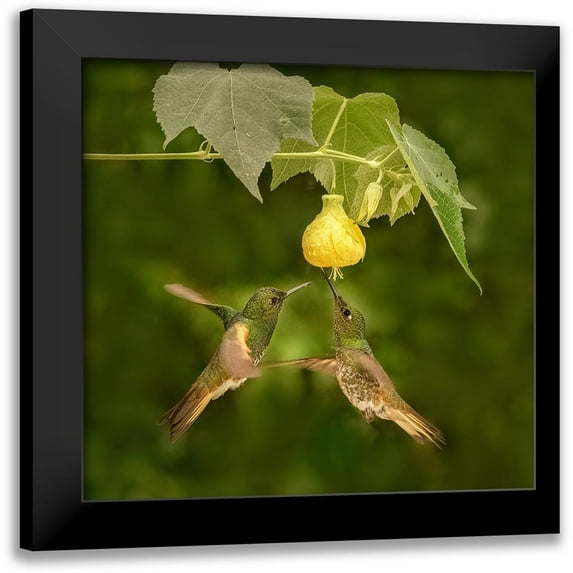 Xu, Sheila 12x12 Black Modern Framed Museum Art Print Titled - A Pair Of Buff-Tailed Coronets