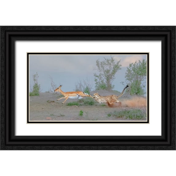 Xu, Sheila 14x10 Black Ornate Wood Framed with Double Matting Museum Art Print Titled - Cheetah Hunting