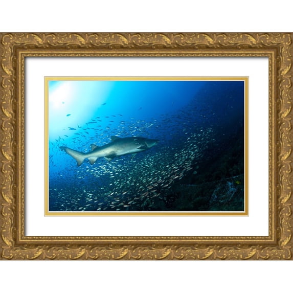 Y Lin, Ryan 18x13 Gold Ornate Wood Framed with Double Matting Museum Art Print Titled - Shark And Fish