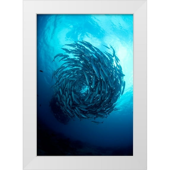 Y Lin, Ryan 23x32 White Modern Wood Framed Museum Art Print Titled - Fish Tornado