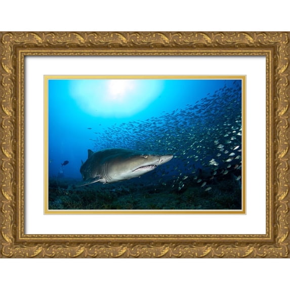 Y Lin, Ryan 32x23 Gold Ornate Wood Framed with Double Matting Museum Art Print Titled - Big Head