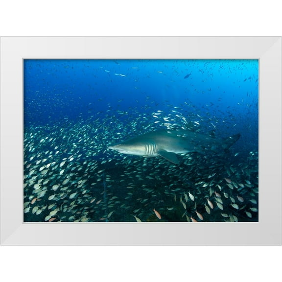 Y Lin, Ryan 32x23 White Modern Wood Framed Museum Art Print Titled - Sand Tiger Shark And Fish