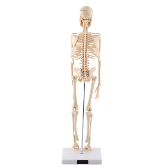 YAHHU 17.71 inches / 45 cm Human Skeleton Anatomical Model Medical Teaching Tool With Base
