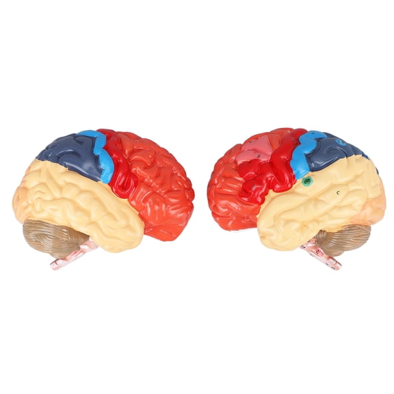 YAHHU Anatomical Human Brain Model Cerebral Artery Color Partitioned Left Right Brain Assembled Model for Learning