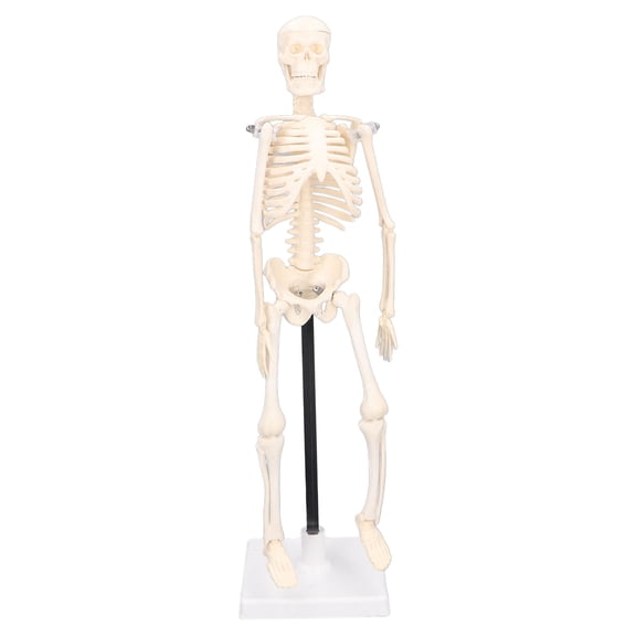 YAHHU Human Skeleton Model 42cm / 16.5 inches Detachable Flexible Lightweight PVC Mini Teaching Skeleton Anatomy Model for Medical Students and Classrooms