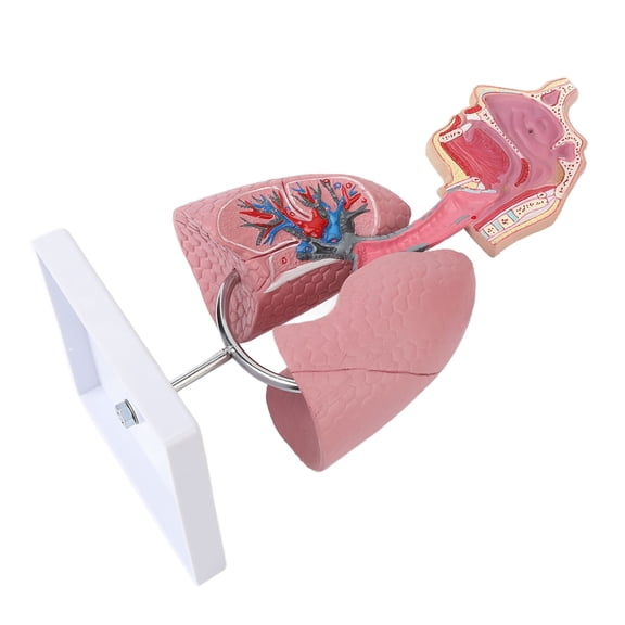 YAHHU Respiratory System Model with Removable Heart Human Lung Anatomical Display Educational Science Kit for Students Study Teaching Tool Laboratory Anatomy Model 11.8 inches / 30 cm