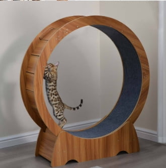A closer look at Cat Exercise Options For Indoor Cats With Hearing Loss