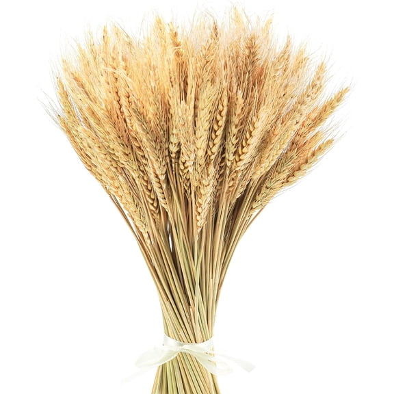 YANTONG 17.7 Inches Dried Wheat Stalks, 200 Stems Dried Flowers 100% Natural Wheat for Home Kitchen Wedding Party Table Centerpiece Harvest Wreath Boho Farmhouse DIY Decoration