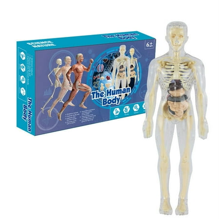 YDNGF Mannequin Children's Educational Toy 3D Human Body Torso Model for Kid Anatomy Skeleton New Removable Parts Education Science Kit Sets Kids and Teens