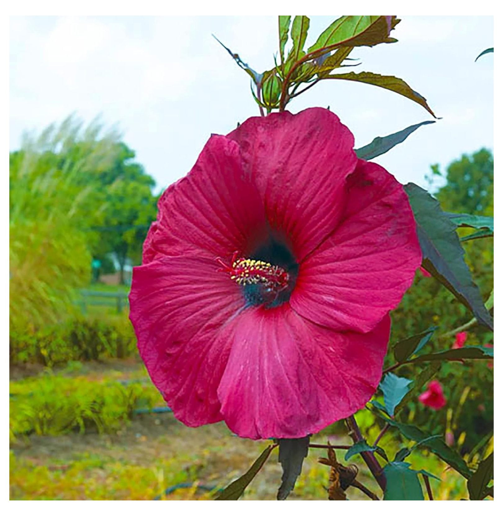 YEGAOL Garden 100Pcs Giant Hibiscus Seeds Dinnerplate Hibiscus Seeds ...