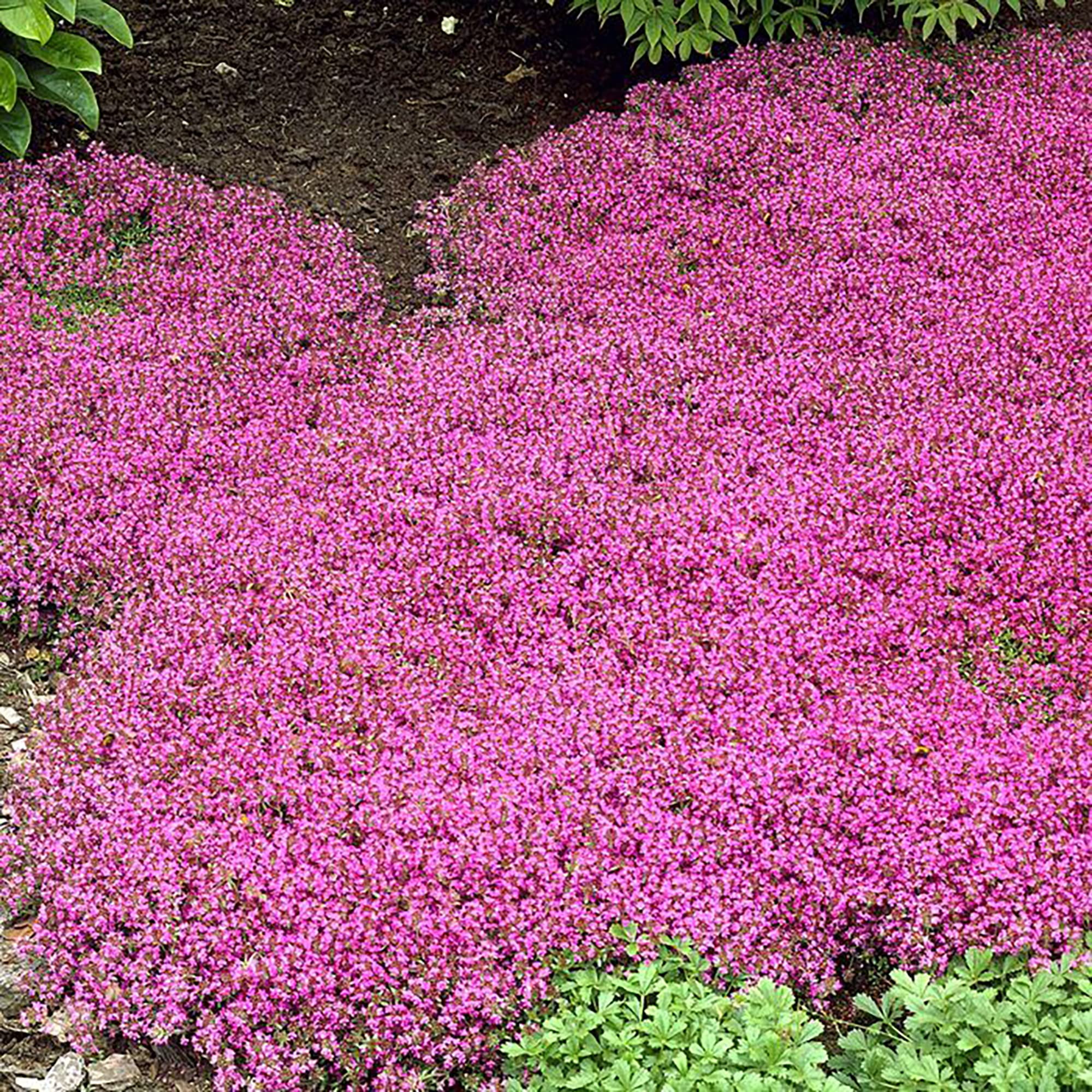 YEGAOL Garden 500Pcs PresNok Creeping Thyme Seeds Thymus Praecox Seeds