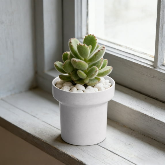 YHAICO Ceramic Plant Pots Flower Pots for Indoor Plants Succulents Plants Pot Simples Indoor Mini Plastic Flower Pot Creatives Desktop Succulents Planter.